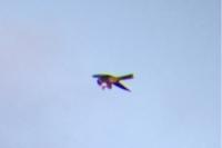 Falco subbuteo
