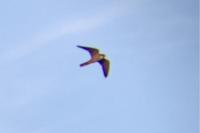 Falco subbuteo