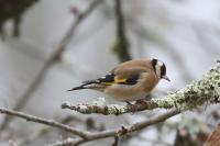 Carduelis carduelis