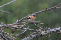 Fringilla montifringilla