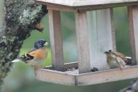 Fringilla montifringilla