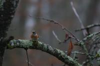 Fringilla montifringilla