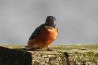 Alcedo atthis