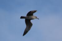 Larus michahellis