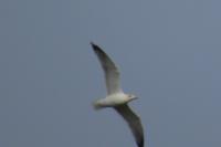 Larus michahellis