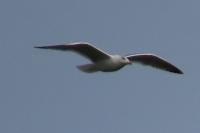Larus michahellis