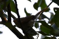 Phylloscopus collybita