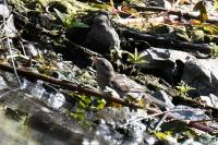 Passer domesticus
