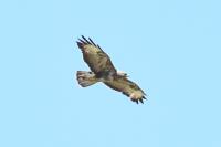 Buteo buteo