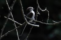 Aegithalos caudatus