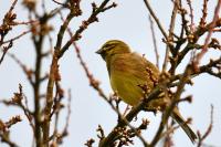 Emberiza cirlus