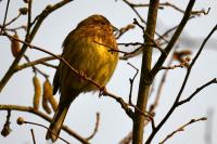 Emberiza cirlus