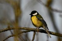 Parus major