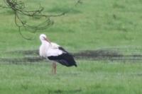 Ciconia ciconia