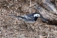 Motacilla alba yarrellii