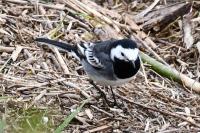 Motacilla alba yarrellii