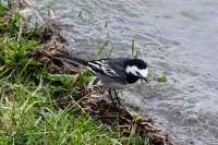Motacilla alba yarrellii