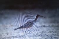 Numenius phaeopus