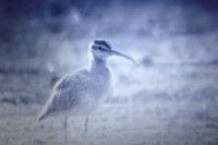 Numenius phaeopus