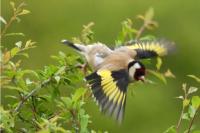Carduelis carduelis