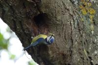 Cyanistes caeruleus