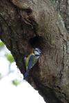 Cyanistes caeruleus