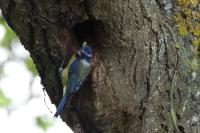 Cyanistes caeruleus