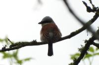 Lanius collurio