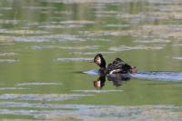 Podiceps nigricollis