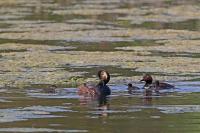Podiceps nigricollis