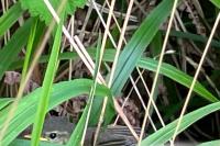 Phylloscopus collybita