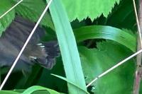 Phylloscopus collybita