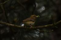 Anthus trivialis