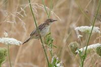 Cisticola juncidis
