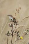 Cisticola juncidis