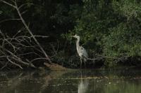 Ardea cinerea
