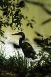 Ardea cinerea