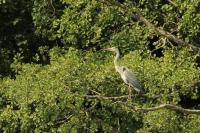 Ardea cinerea