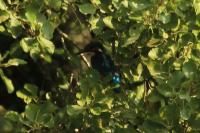 Alcedo atthis