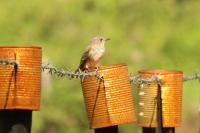 Muscicapa striata