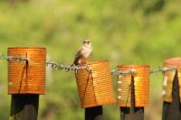 Muscicapa striata