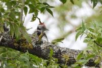 Dendrocopos medius