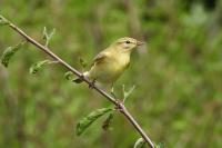 Phylloscopus collybita