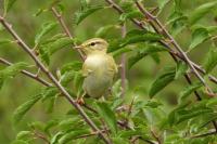 Phylloscopus trochilus