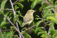 Phylloscopus trochilus