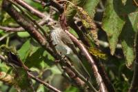 Muscicapa striata