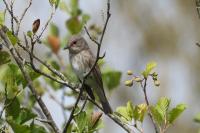 Muscicapa striata