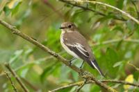 Ficedula hypoleuca
