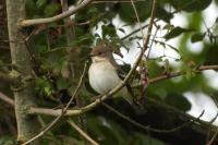 Ficedula hypoleuca