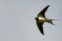 Hirondelle rustique